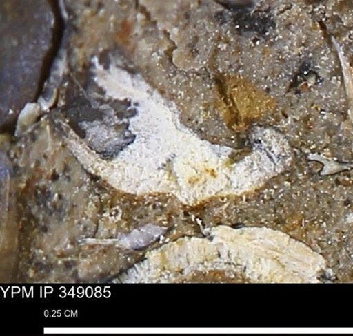 undet. Mollusca