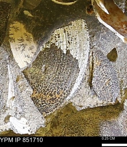 Limopsis striatopunctatus
