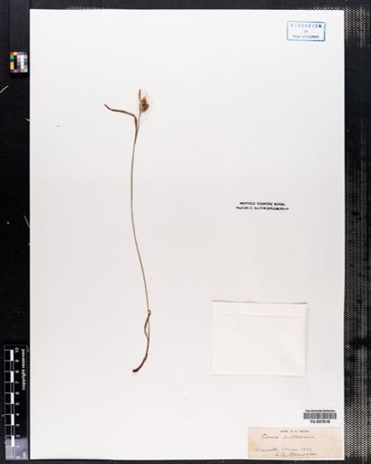 Carex pallescens
