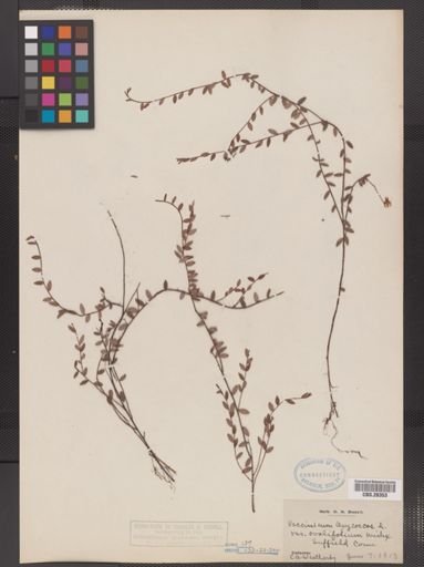 Vaccinium oxycoccos var. ovalifolium