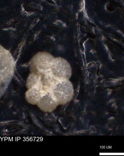 undet. Foraminiferida