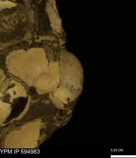 Protocardia sp.
