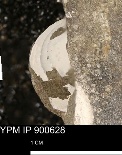 undet. Mollusca