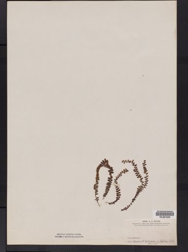 Polypodium