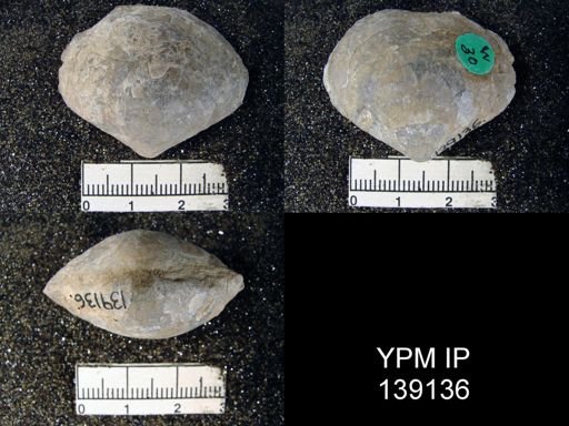Athyris royssii