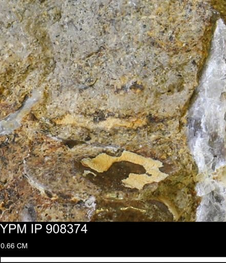 undet. Mollusca