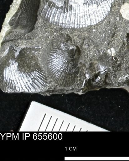 Oxytoma (Hypoxytoma) nebrascana