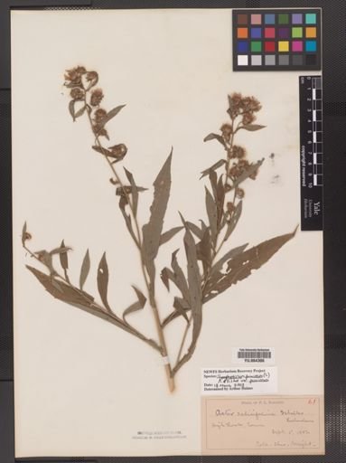Symphyotrichum puniceum