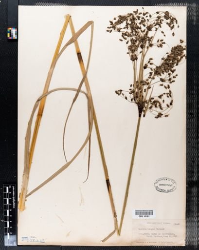 Scirpus longii