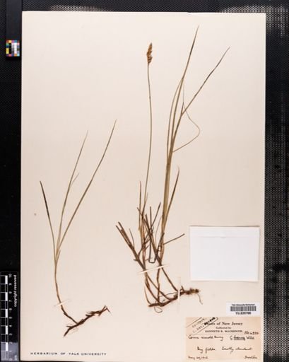 Carex