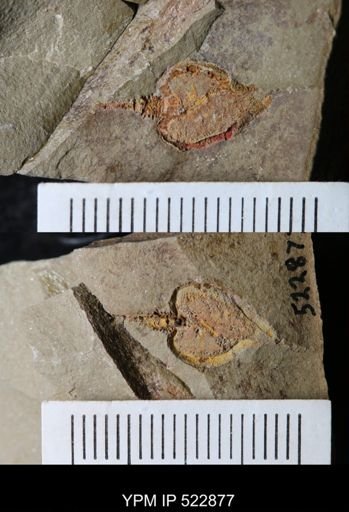 Phyllocystis?