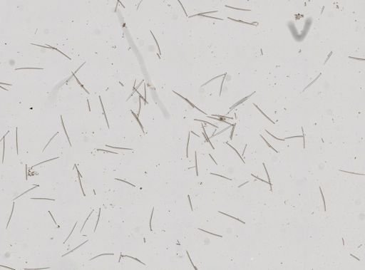 Suberites sp.