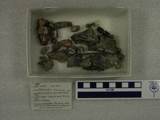 Phenacodus intermedius