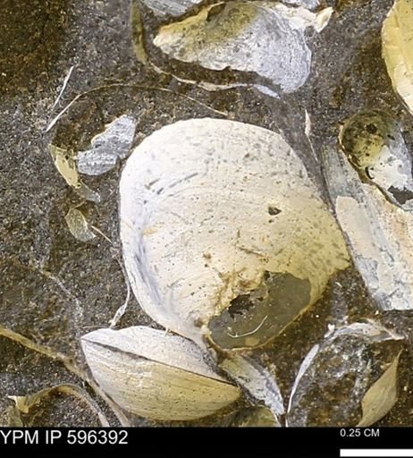Limopsis striatopunctatus
