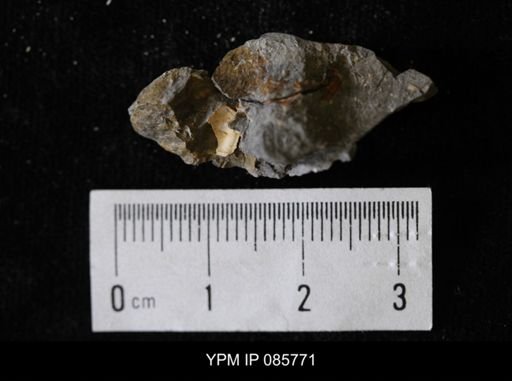 Batillaria (Vicinocerithium) echinoides