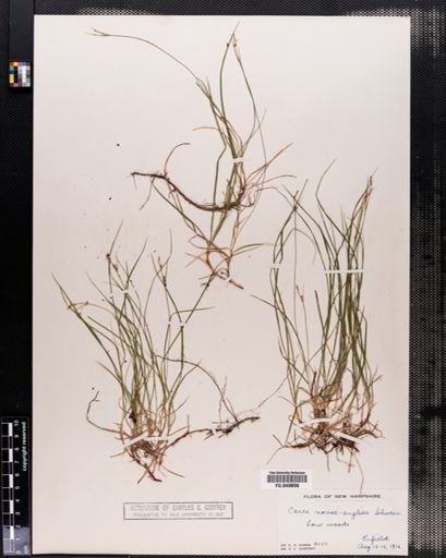 Plantae