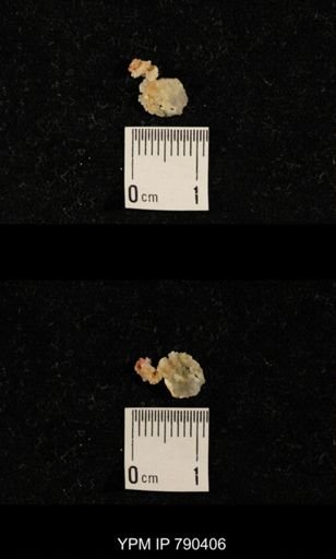 undet. Brachiopoda