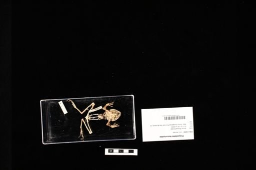Polypedates leucomystax