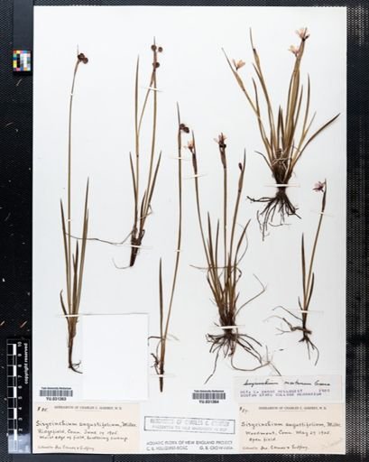 Sisyrinchium montanum