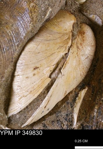 Limopsis striatopunctatus