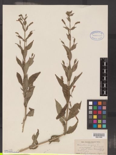 Mimulus ringens
