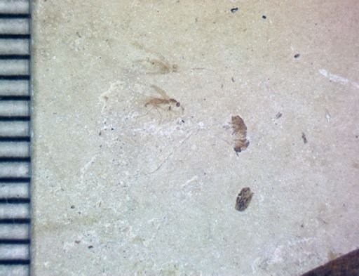 undet. Diptera