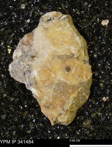 Scaphites sp.