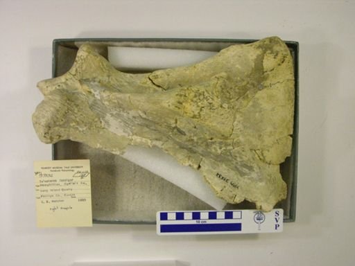 Teleoceras fossiger