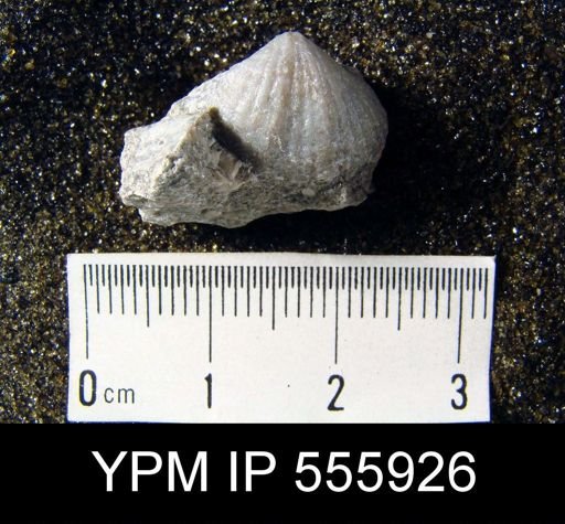Spirifer keokuk