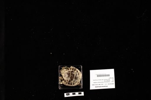 Chrysemys picta picta