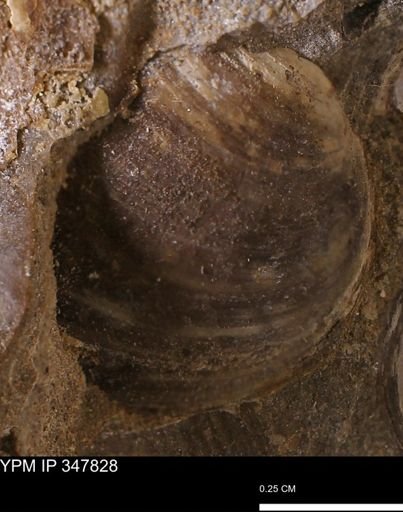 undet. Bivalvia