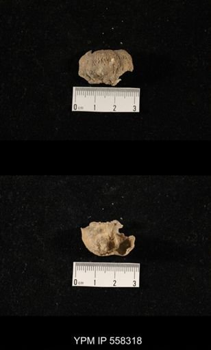 Paucispinifera quadrata