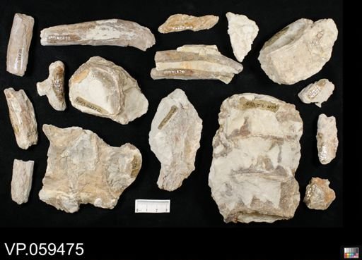 undet. Ichthyodectidae
