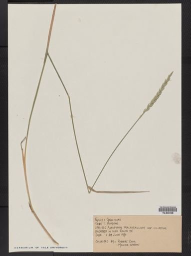 Elymus trachycaulus