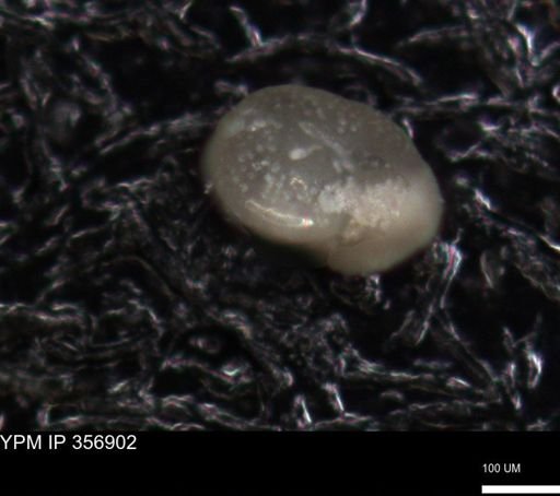 undet. Foraminiferida