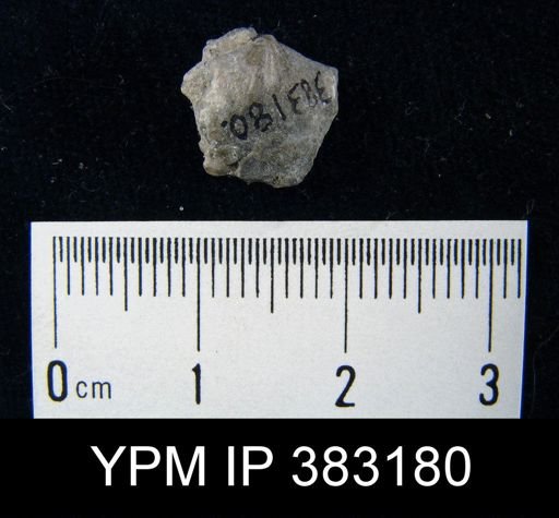 undet. Strophomenida