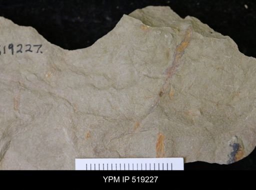 Ichnofossil
