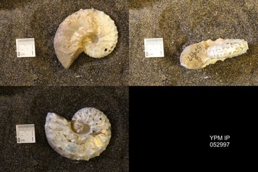 Discoscaphites gulosus