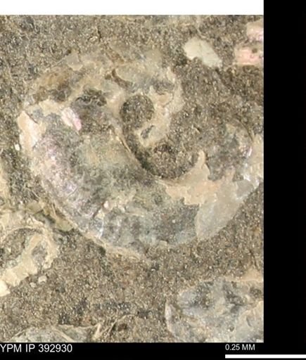 Scaphites sp.