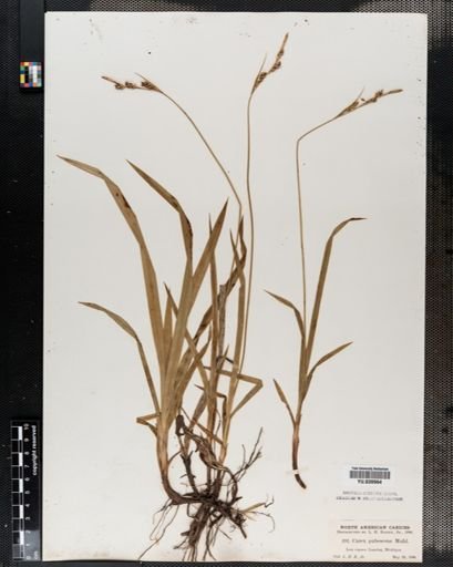 Carex hirtifolia