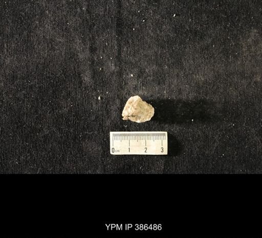 Sowerbyella gigantea