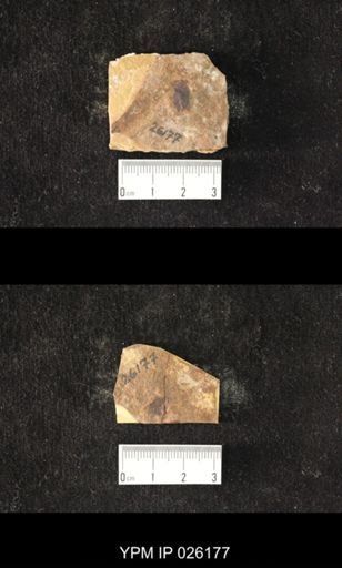 Syntomostylus fortis
