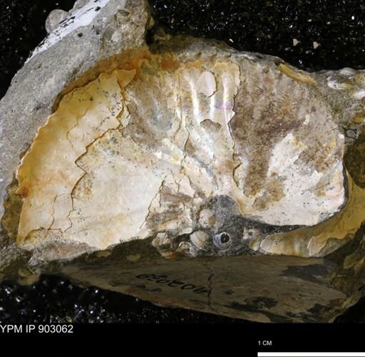 Hoploscaphites sp.