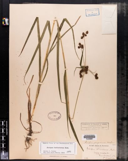 Scirpus hattorianus