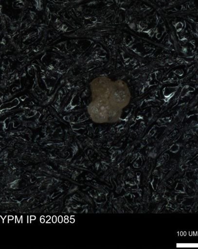 undet. Foraminiferida
