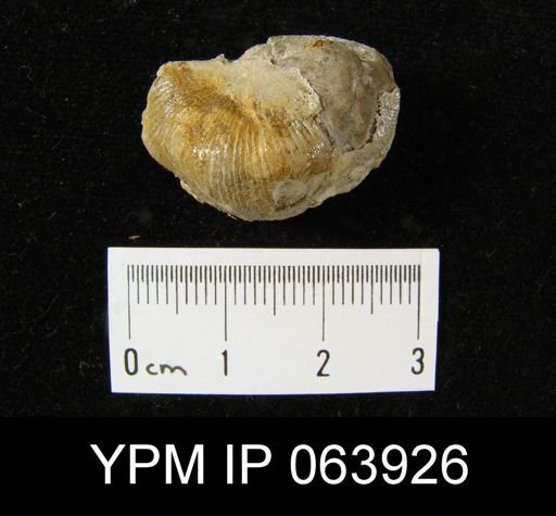 Strophonella prolongata