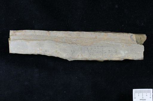 Ichnofossil