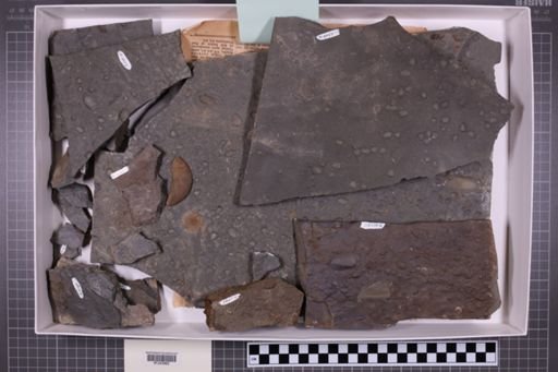 mixed taxa, stratigraphic collection