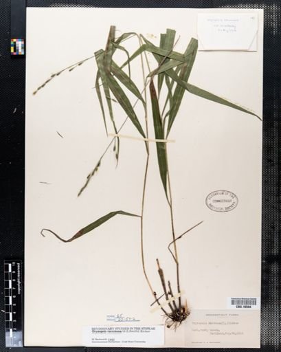Oryzopsis racemosa