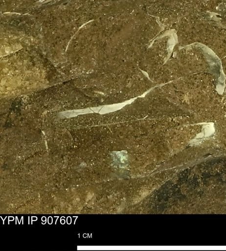 undet. Mollusca